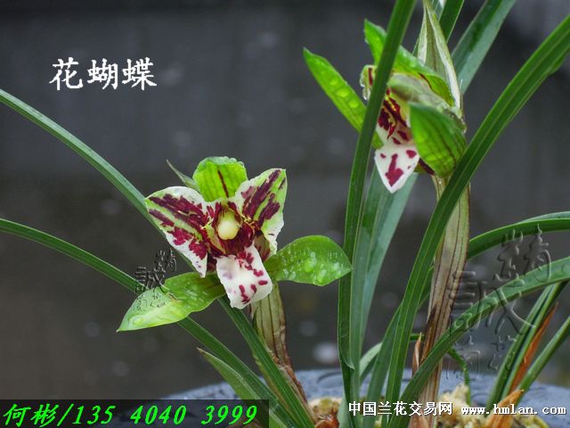 春兰花捧之王~花蝴蝶*3苗2芽*0起拍!