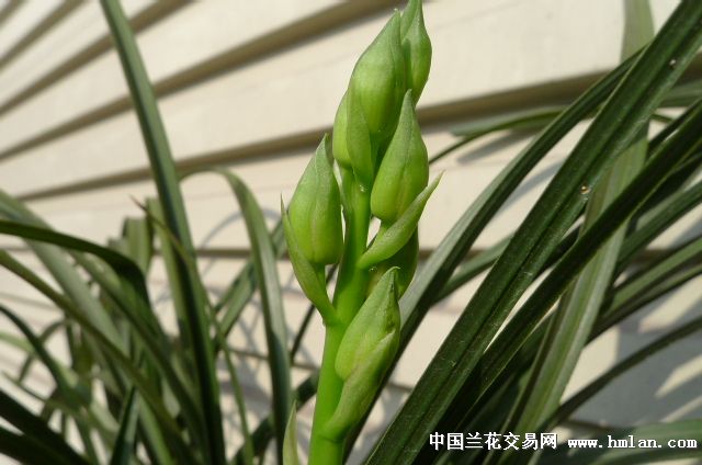 绿蕙新花-荷-小排玲-蕙兰篇-中国兰花交易网社区