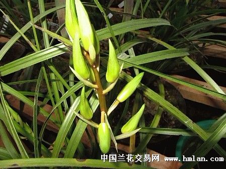 荷型素心蕙兰排铃中