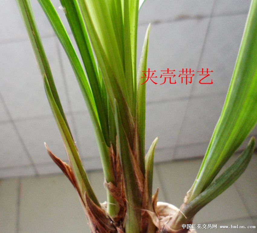 白边艺莲瓣兰赌草