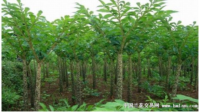 峨眉山野生雪魔芋