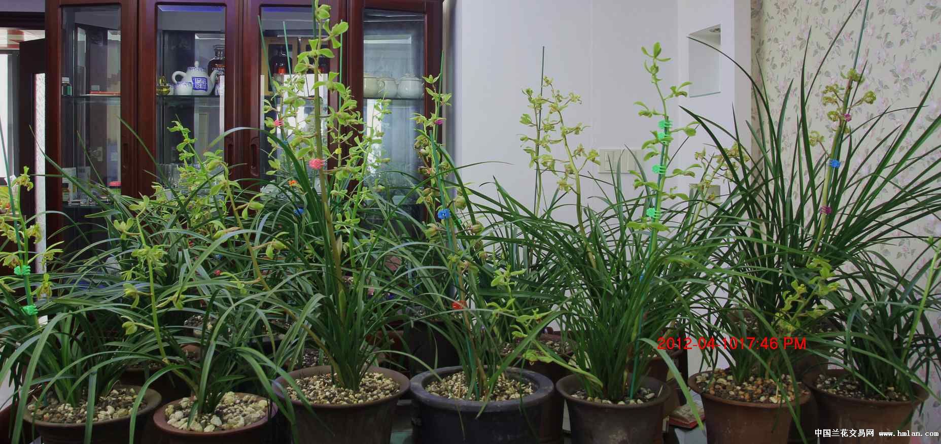 家庭网上惠兰展-蕙兰篇-中国兰花交易网社区