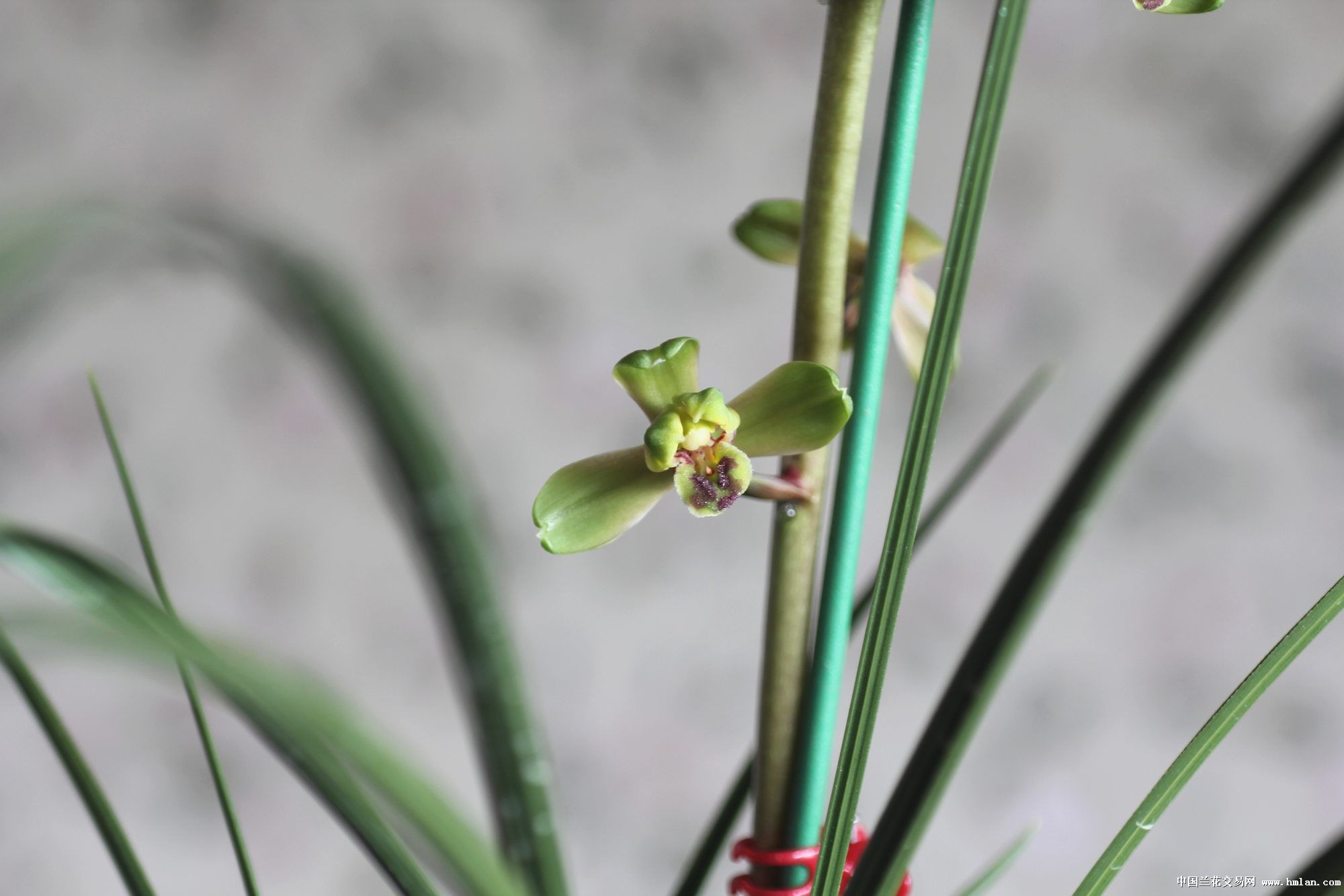 家庭网上惠兰展-蕙兰篇-中国兰花交易网社区