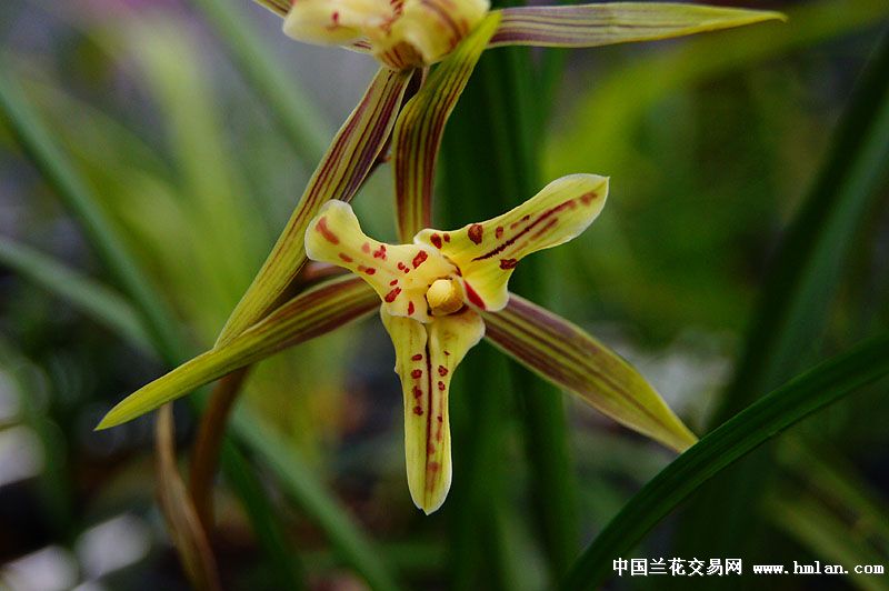 寒兰三星蝶,带花