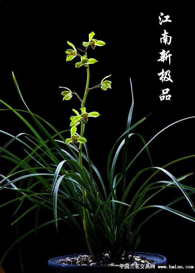 壁纸 花 桌面 643_900 竖版 竖屏 手机