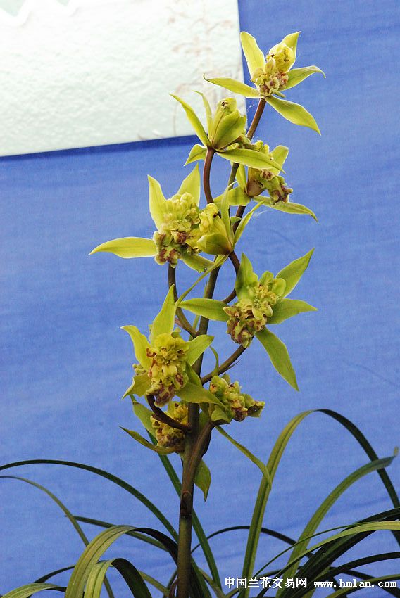 请欣赏:江苏省(宜兴)第九届蕙兰博览会-蕙兰篇