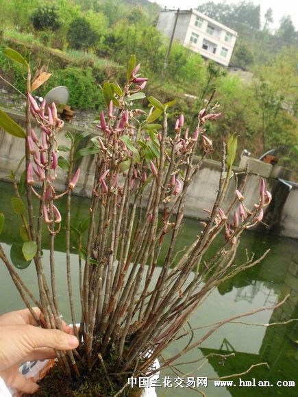 这是爪子石槲嘛???-热带兰-中国兰花交易网社区