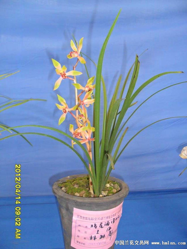 江苏省、宜兴第九届蕙兰博览会--艳丽色花-蕙兰