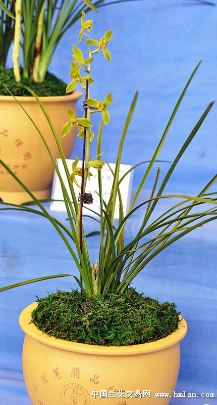 江苏省(宜兴)第九届蕙兰博览会(1)-蕙兰篇-中国