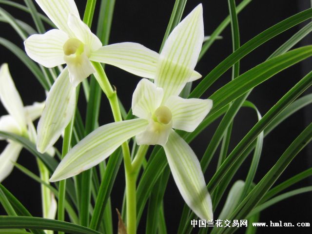 川养大雪素(041802)