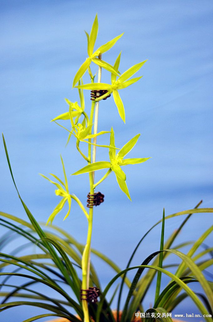 江苏省(宜兴)第九届蕙兰博览会(3)-蕙兰篇-中国