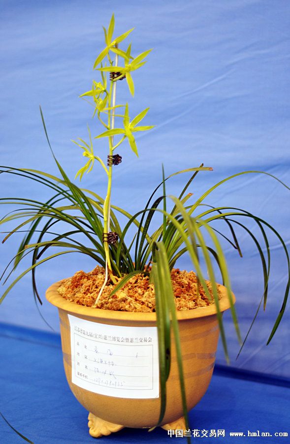 江苏省(宜兴)第九届蕙兰博览会(3)-蕙兰篇-中国