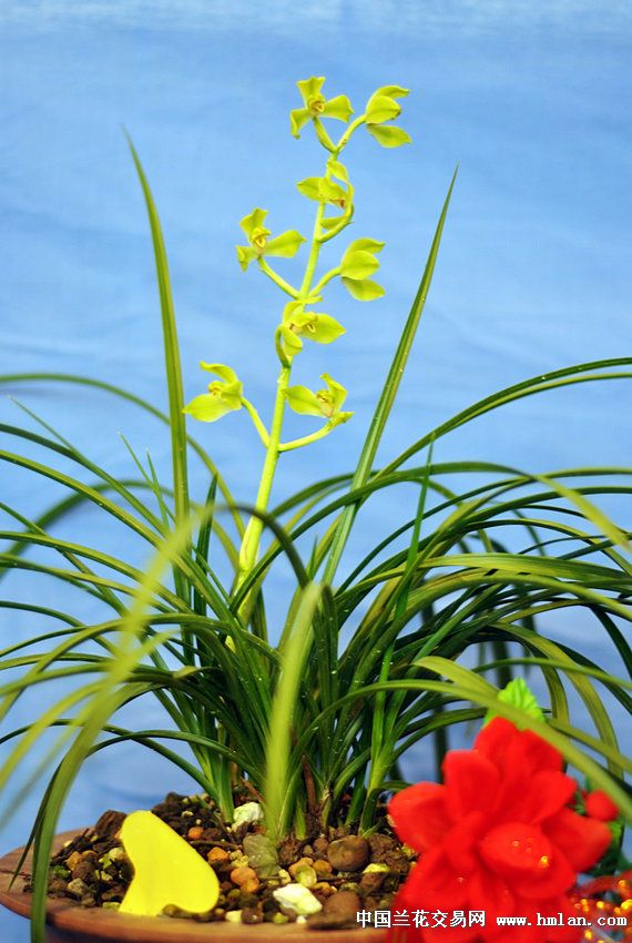 江苏省(宜兴)第九届蕙兰博览会(3)-蕙兰篇-中国