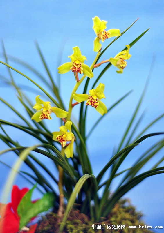 江苏省(宜兴)第九届蕙兰博览会(3)-蕙兰篇-中国