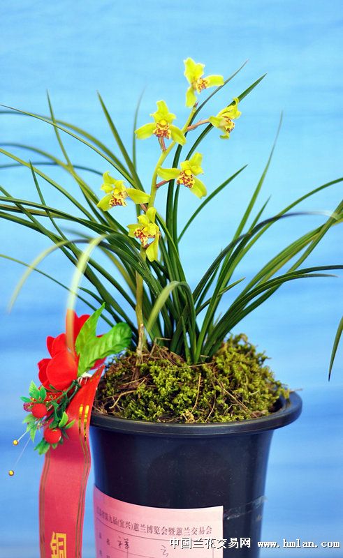 江苏省(宜兴)第九届蕙兰博览会(3)-蕙兰篇-中国