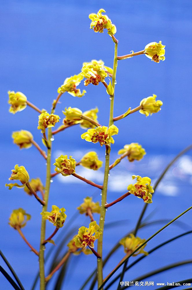江苏省(宜兴)第九届蕙兰博览会(3)-蕙兰篇-中国