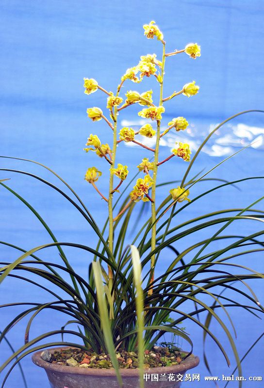 江苏省(宜兴)第九届蕙兰博览会(3)-蕙兰篇-中国