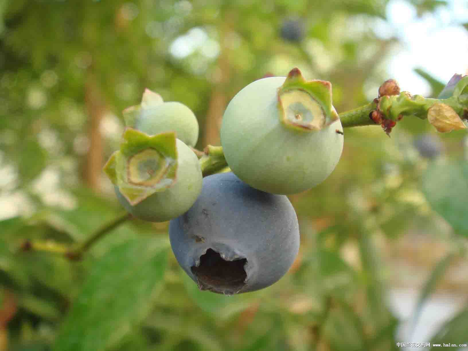 蓝莓开花了-茶余兰后-中国兰花交易网社区