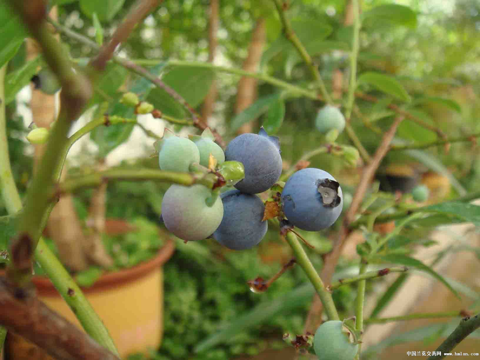 蓝莓开花了-茶余兰后-中国兰花交易网社区