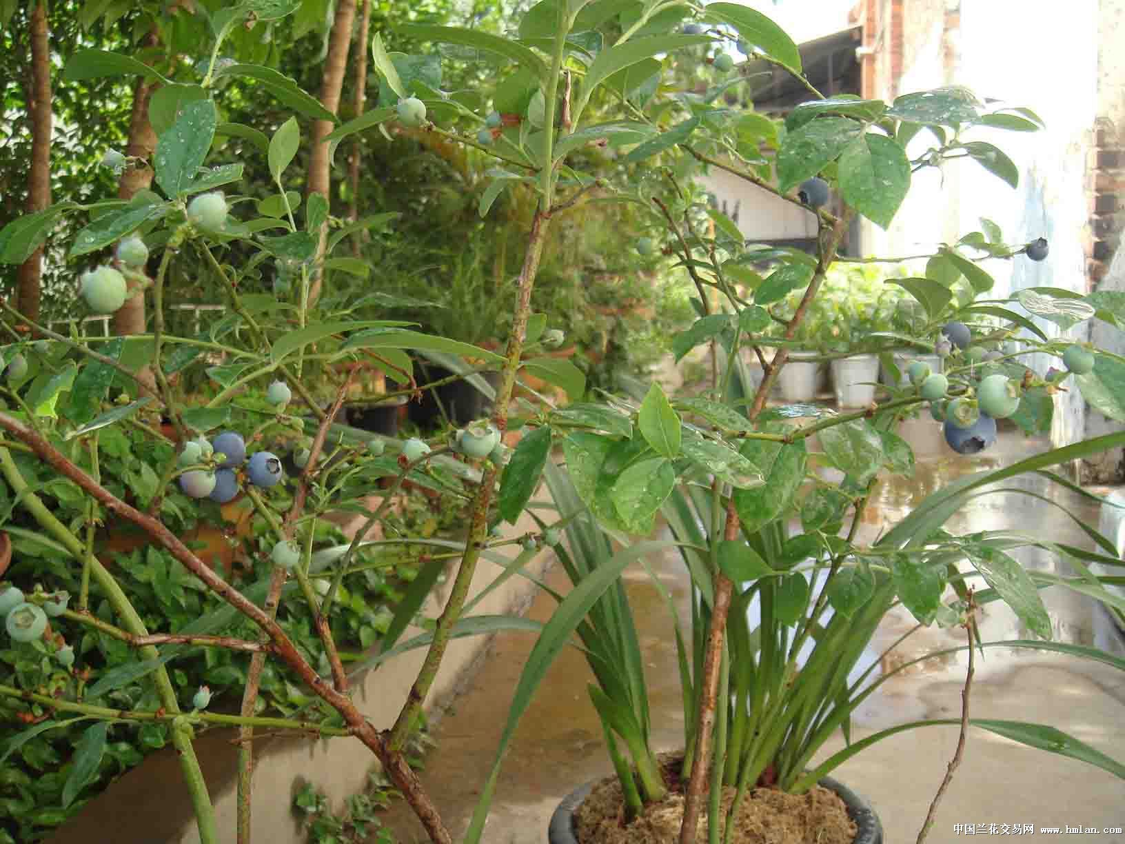 蓝莓开花了-茶余兰后-中国兰花交易网社区