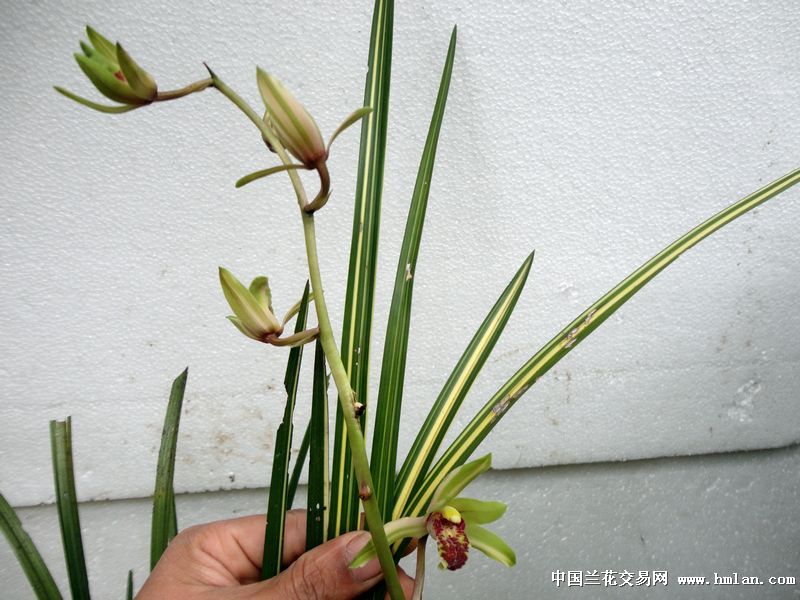 【蕙兰--荷型圆舌 中透缟花】