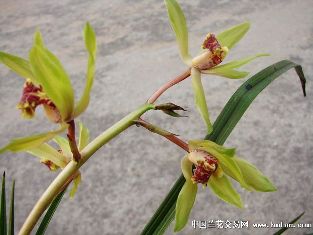 蕙兰漂亮中透花