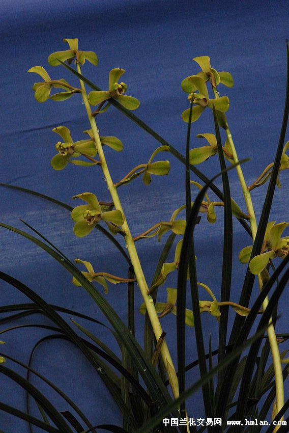 请欣赏:江苏省(宜兴)第九届蕙兰博览会续-蕙兰
