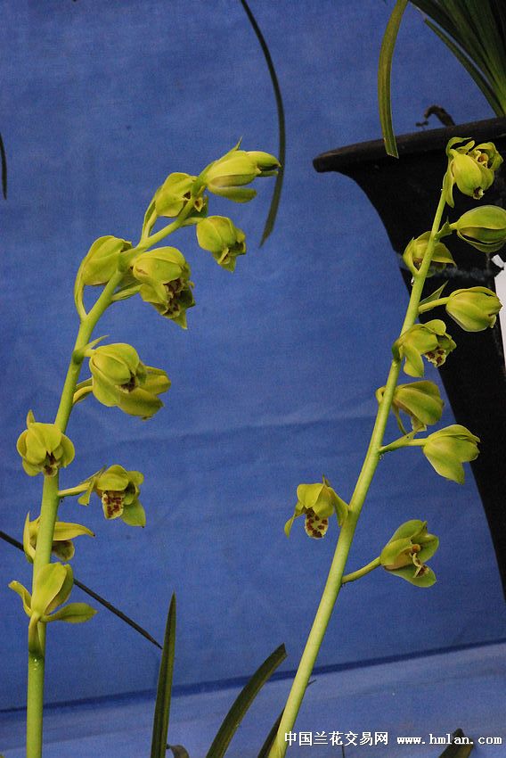请欣赏:江苏省(宜兴)第九届蕙兰博览会续-蕙兰