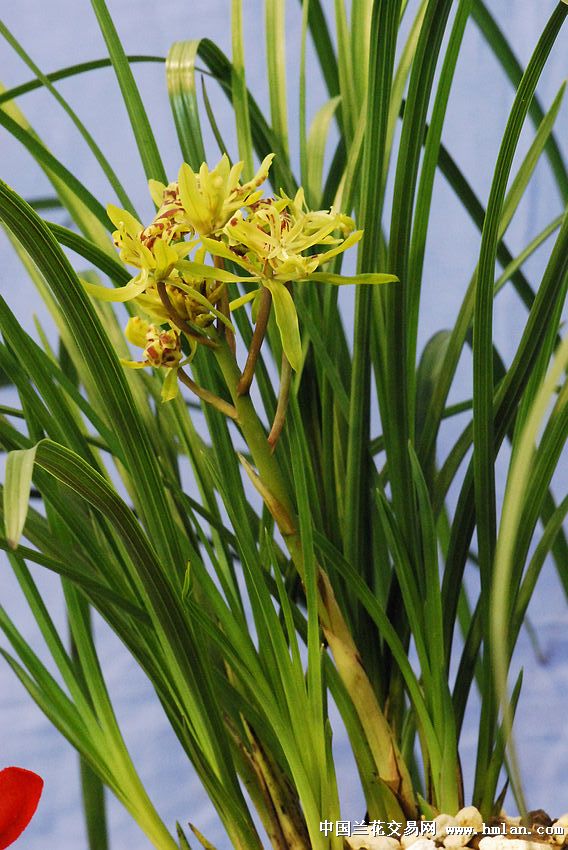 请欣赏:江苏省(宜兴)第九届蕙兰博览会续-蕙兰