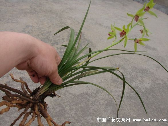 下山蕙兰青花红舌2