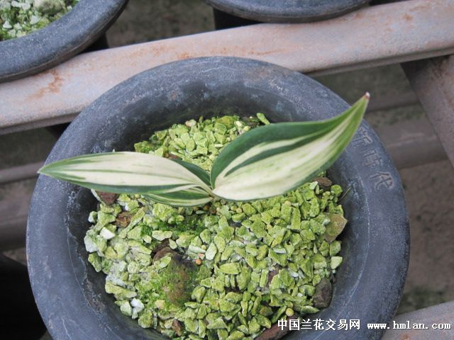 兔耳兰-叶艺篇-中国兰花交易网社区