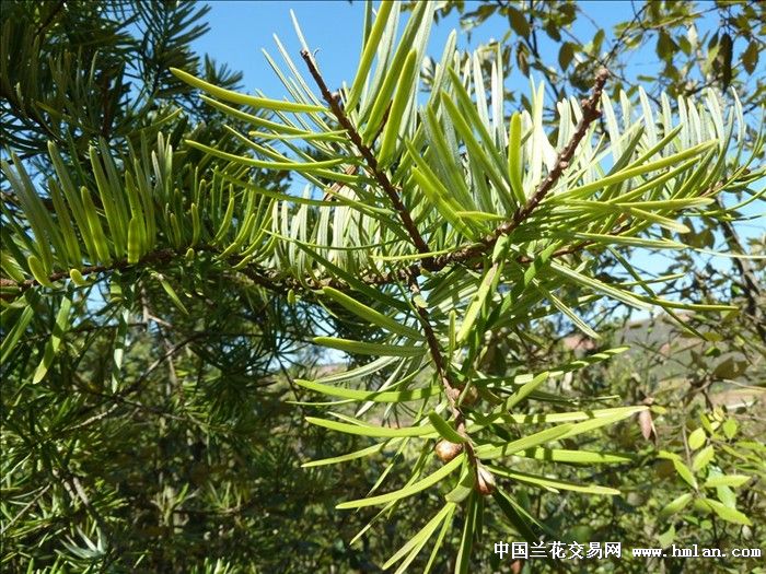 返回展开页面 茶余兰后 帖子内容  沙松树