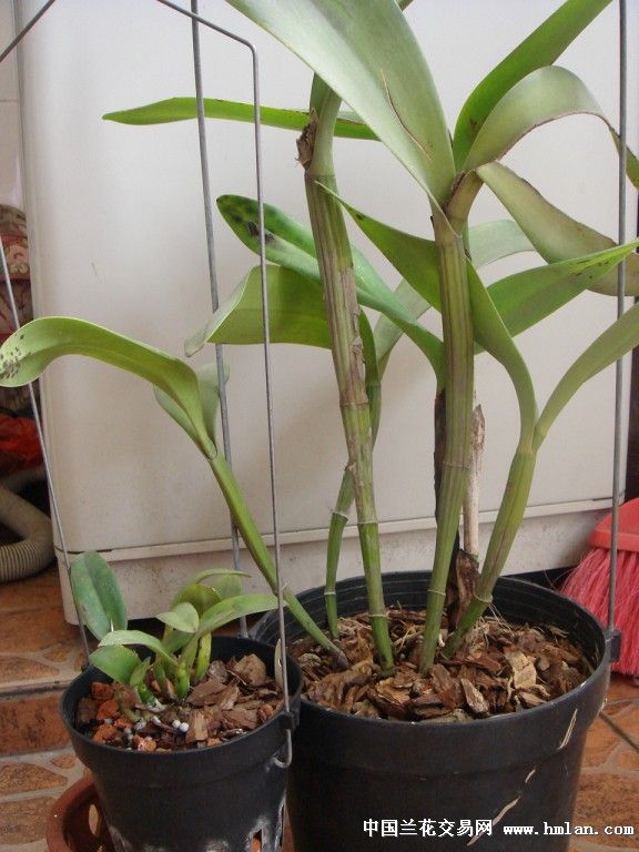 卡特兰花植株根