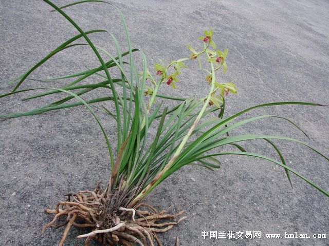 蕙兰青花红素