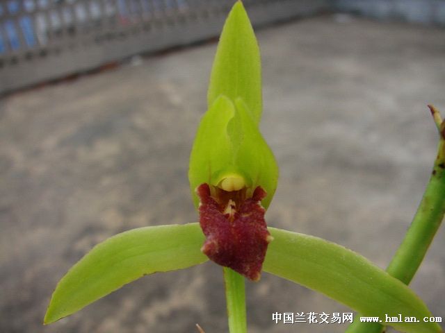 蕙兰漂亮青花红素