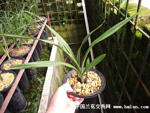 学林荷