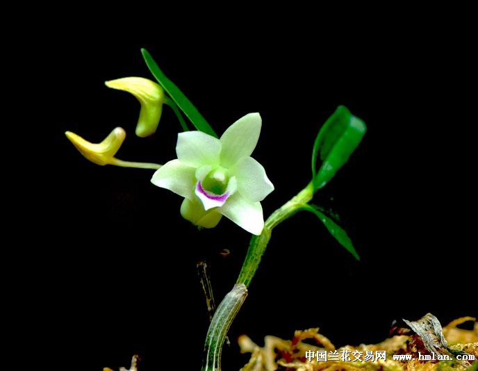 不用背景布在园子里也能拍出黑背景-摄影书画