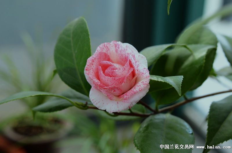 2012年兰石斋网上茶花展