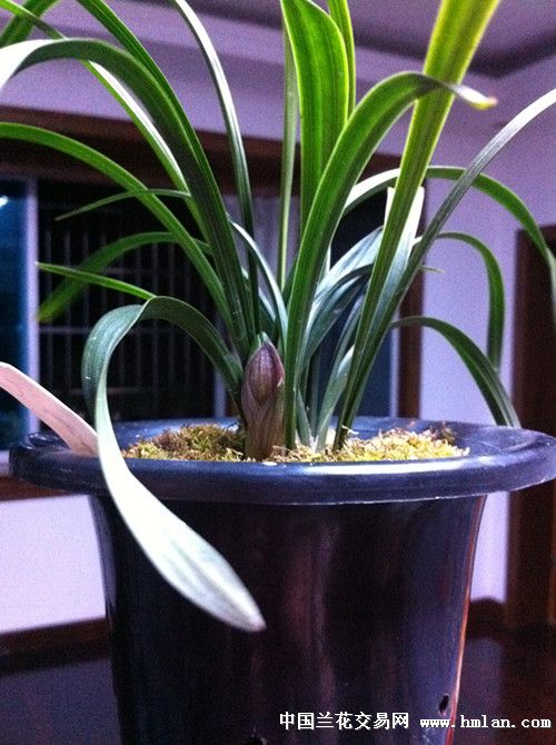 大富贵-春兰篇-中国兰花交易网社区