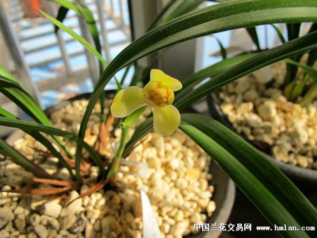 光登绿梅(绿光登)开花,欢迎闻香-建兰篇-中国兰花交易网社区