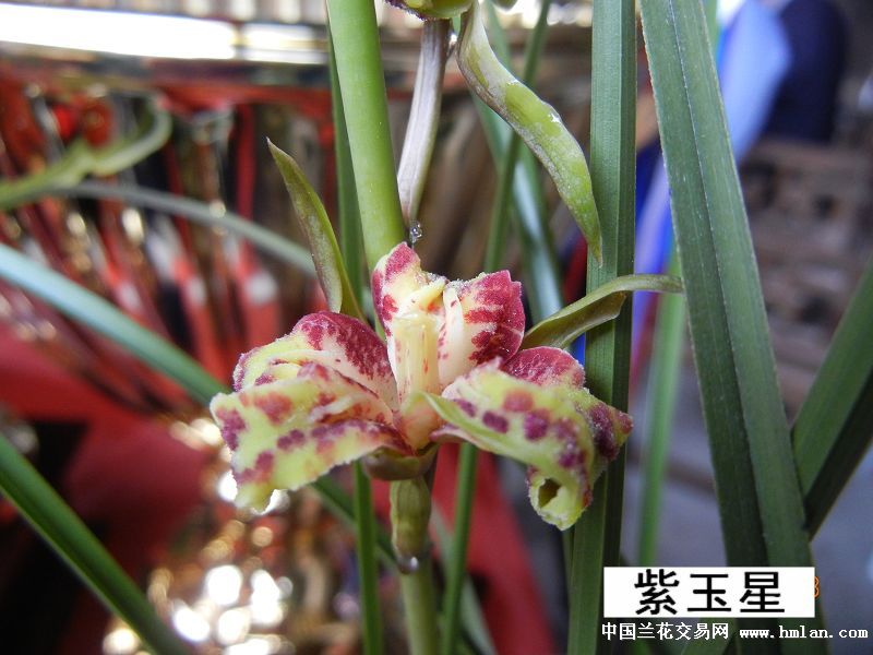黄岩蕙兰展3牡丹奇蝶花