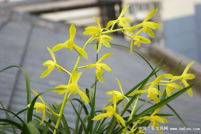 蕙素盛宴之加菜,鹅黄大花荷型素灯芯杆