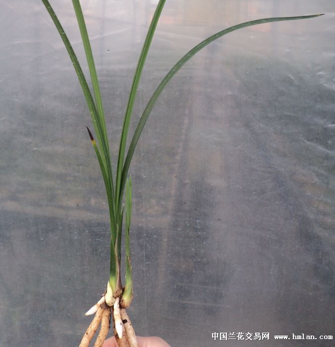 特壮凤凰梅带双芽