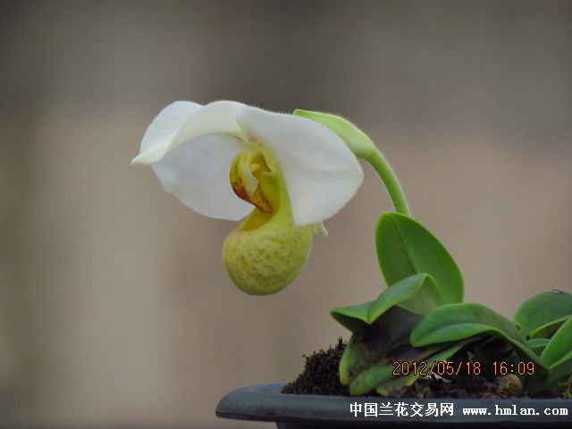 欣赏白花兜兰