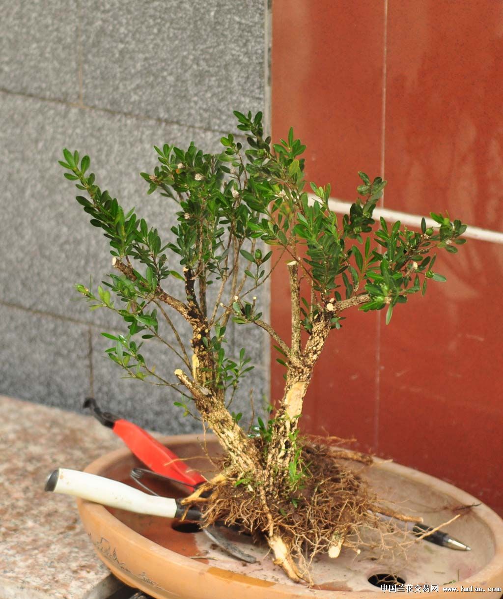 福建雀舌黄杨-茶余兰后-中国兰花交易网社区