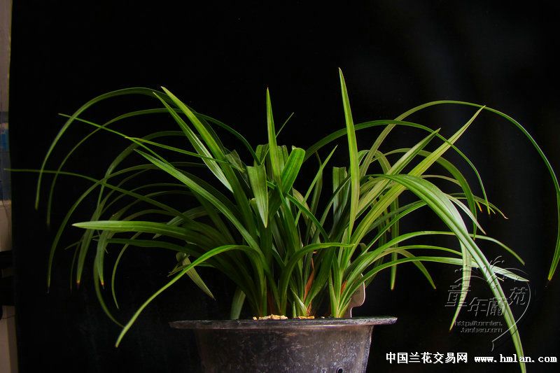 进入生长旺季发个7发7的宜春仙-春兰篇-中国兰