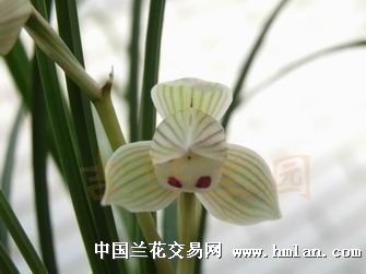 所有分类 宽叶莲瓣兰荷形瓣     该花为宽叶莲瓣兰,产于云南省保山市
