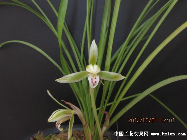 豆瓣兰的栽培管理方法-豆瓣篇-中国兰花交易网