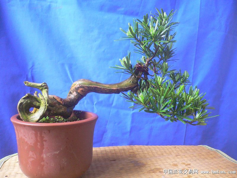昆山的兰友要我发的我的雀舌罗汉松-盆景园艺