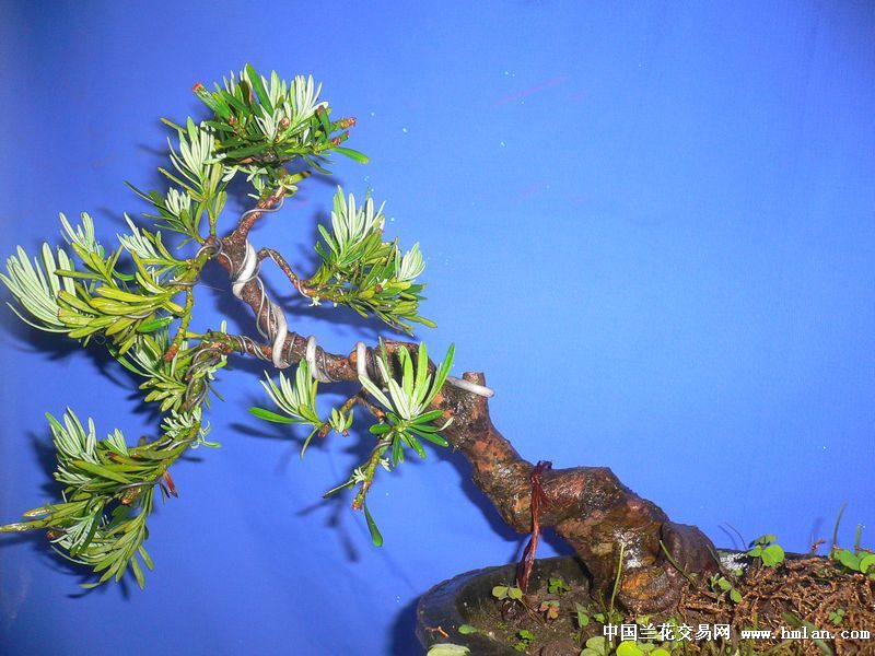 昆山的兰友要我发的我的雀舌罗汉松-盆景园艺